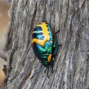 Scutiphora pedicellata (Metallic Jewel Bug) at Mount Stuart, TAS by VanessaC