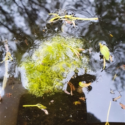 Alga / Cyanobacterium at Bowning, NSW - 22 Jan 2025 by Maren