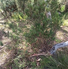 Acrothamnus hookeri (Mountain Beard Heath) at Wilsons Valley, NSW - 20 Jan 2025 by PaulDoy