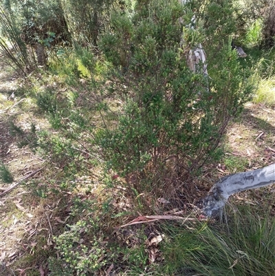 Acrothamnus hookeri (Mountain Beard Heath) at Wilsons Valley, NSW - 19 Jan 2025 by PaulDoy