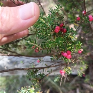 Acrothamnus hookeri at Wilsons Valley, NSW - 20 Jan 2025 10:35 AM