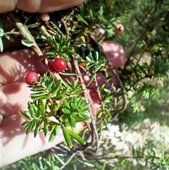 Acrothamnus hookeri at Wilsons Valley, NSW - 20 Jan 2025 10:35 AM