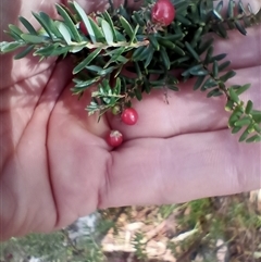 Acrothamnus hookeri at Wilsons Valley, NSW - 20 Jan 2025 10:35 AM