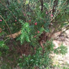 Acrothamnus hookeri at Wilsons Valley, NSW - 20 Jan 2025 10:35 AM