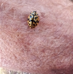 Cleobora mellyi (Southern Ladybird) at Wilsons Valley, NSW - 20 Jan 2025 by PaulDoy