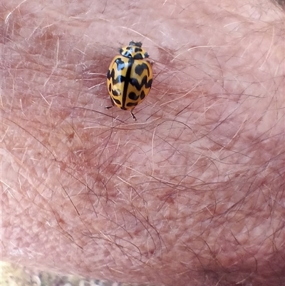 Cleobora mellyi (Southern Ladybird) at Wilsons Valley, NSW - 20 Jan 2025 by PaulDoy