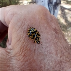 Cleobora mellyi at Wilsons Valley, NSW - 20 Jan 2025 10:28 AM