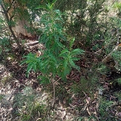 Polyscias sambucifolia subsp. Long leaflets (P.G.Neish 208) Vic. Herbarium at Wilsons Valley, NSW - 20 Jan 2025 10:21 AM