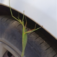 Didymuria violescens (Spur-legged stick insect) at Wilsons Valley, NSW - 19 Jan 2025 by PaulDoy