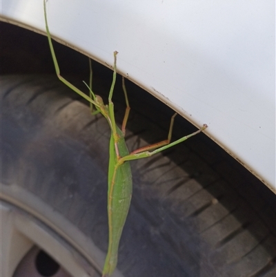 Didymuria violescens (Spur-legged stick insect) at Wilsons Valley, NSW - 19 Jan 2025 by PaulDoy