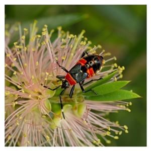 Dindymus versicolor (Harlequin Bug) at Yarralumla, ACT by SimoneS