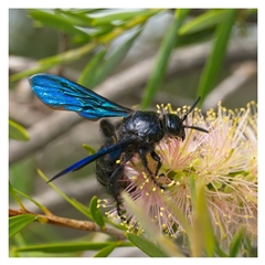 Austroscolia soror (Blue Flower Wasp) at Yarralumla, ACT - 18 Jan 2025 by SimoneS