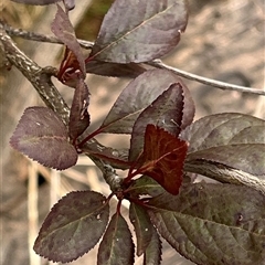 Prunus cerasifera (Cherry Plum) at Melba, ACT - 22 Jan 2025 by R0ger