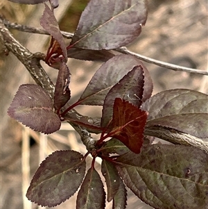 Prunus cerasifera at Melba, ACT - 22 Jan 2025 05:57 PM