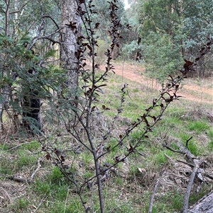 Prunus cerasifera at Melba, ACT - 22 Jan 2025 05:57 PM