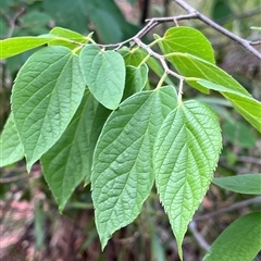 Celtis australis (Nettle Tree) at Fraser, ACT - 22 Jan 2025 by R0ger