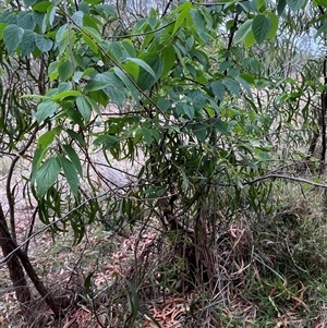 Celtis australis at Fraser, ACT - 22 Jan 2025