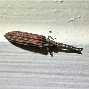 Adinolepis mathesonae at Ainslie, ACT by Pirom