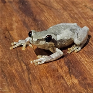 Litoria quiritatus (Screaming Tree Frog) at Braidwood, NSW by MatthewFrawley