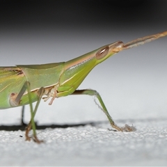 Acrida conica (Giant green slantface) at Lawson, ACT - 22 Jan 2025 by TimL