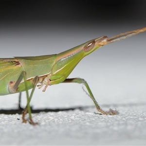 Acrida conica (Giant green slantface) at Lawson, ACT by TimL