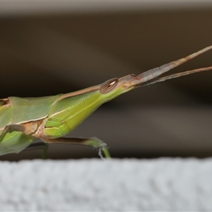 Acrida conica at Lawson, ACT - 22 Jan 2025 03:08 PM