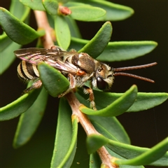 Lipotriches sp. (genus) at Downer, ACT - 22 Jan 2025 by RobertD