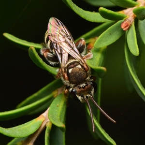 Lipotriches (Austronomia) phanerura at Downer, ACT - 22 Jan 2025 05:07 PM