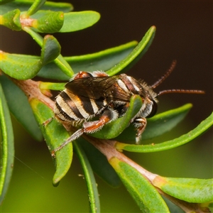 Lipotriches (Austronomia) phanerura at Downer, ACT - 22 Jan 2025 05:07 PM