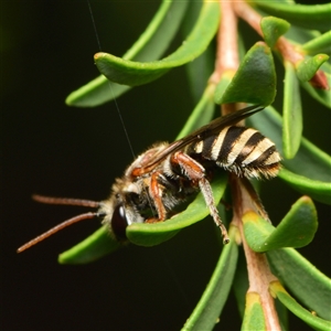 Lipotriches (Austronomia) phanerura at Downer, ACT - 22 Jan 2025 05:07 PM