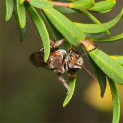 Lipotriches (Austronomia) phanerura at Downer, ACT - 22 Jan 2025 05:07 PM