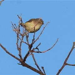 Smicrornis brevirostris (Weebill) at Wodonga, VIC - 11 Jan 2025 by KylieWaldon