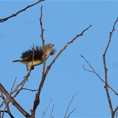 Smicrornis brevirostris at Wodonga, VIC - 11 Jan 2025