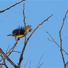 Smicrornis brevirostris at Wodonga, VIC - 11 Jan 2025 06:26 AM
