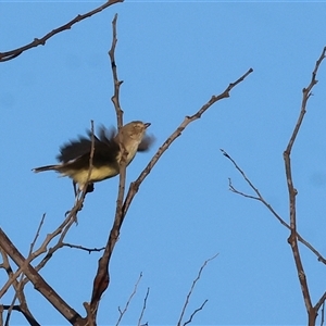 Smicrornis brevirostris at Wodonga, VIC - 11 Jan 2025 06:26 AM
