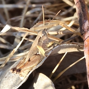 Phaulacridium vittatum (Wingless Grasshopper) at Wodonga, VIC by KylieWaldon