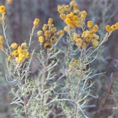 Chrysocephalum semipapposum (Clustered Everlasting) at Wodonga, VIC - 10 Jan 2025 by KylieWaldon