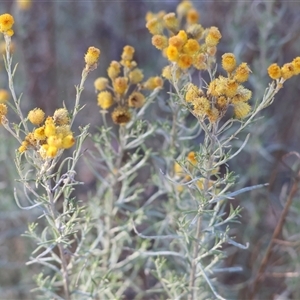 Chrysocephalum semipapposum at Wodonga, VIC - 11 Jan 2025