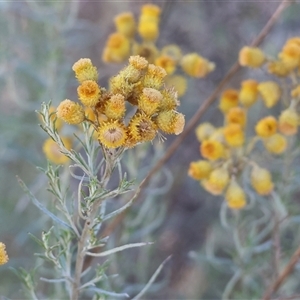 Chrysocephalum semipapposum at Wodonga, VIC - 11 Jan 2025