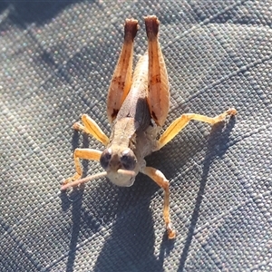 Phaulacridium vittatum (Wingless Grasshopper) at Wodonga, VIC by KylieWaldon