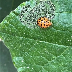 Epilachna sumbana (A Leaf-eating Ladybird) at Macquarie, ACT - 23 Jan 2025 by dgb900