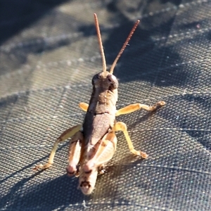 Phaulacridium vittatum (Wingless Grasshopper) at Wodonga, VIC by KylieWaldon