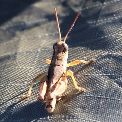 Phaulacridium vittatum (Wingless Grasshopper) at Wodonga, VIC - 10 Jan 2025 by KylieWaldon