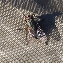 Calyptrate (subsection) (Unidentified house-flies, blow-flies and their allies) at Wodonga, VIC - 11 Jan 2025 by KylieWaldon