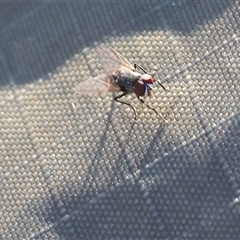 Calliphoridae (family) at Wodonga, VIC - 10 Jan 2025 by KylieWaldon