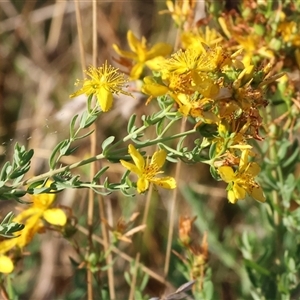 Hypericum perforatum at Wodonga, VIC - 11 Jan 2025 06:43 AM