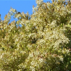 Bursaria spinosa subsp. spinosa (Blackthorn, Boxthorn) at Wodonga, VIC - 11 Jan 2025 by KylieWaldon