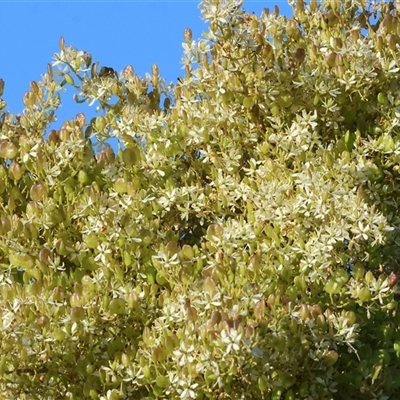 Bursaria spinosa subsp. spinosa (Blackthorn, Boxthorn) at Wodonga, VIC - 11 Jan 2025 by KylieWaldon