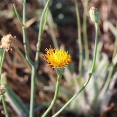 Unidentified Daisy at Wodonga, VIC - 10 Jan 2025 by KylieWaldon