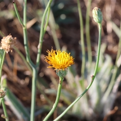 Unverified Daisy at Wodonga, VIC - 11 Jan 2025 by KylieWaldon